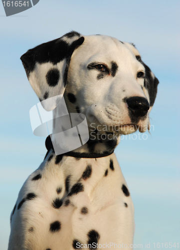 Image of dalmatian puppy