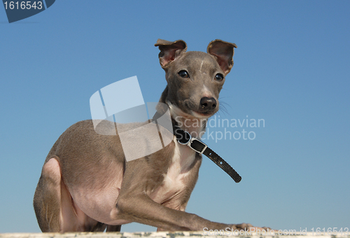 Image of puppy purebred italian greyhound