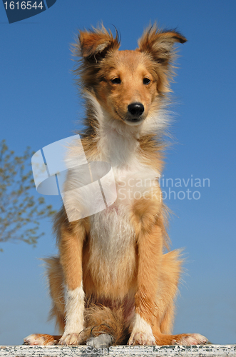 Image of puppy shetland sheepdog