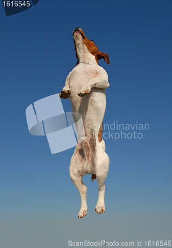 Image of jumping jack russel terrier