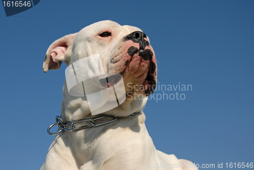 Image of American bulldog