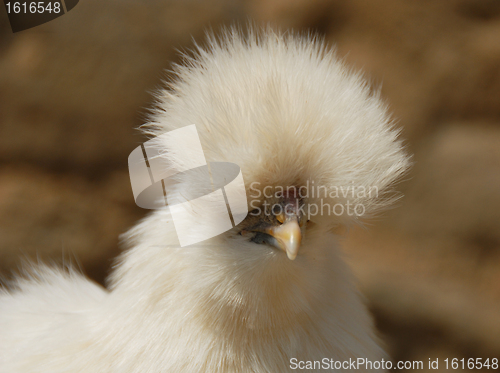 Image of silkie chicken
