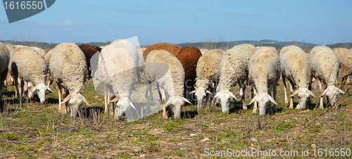 Image of herd of sheeps