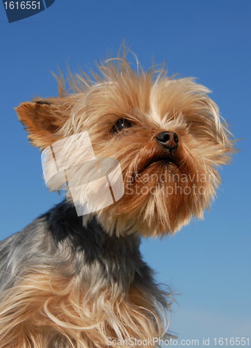 Image of yorkshire terrier