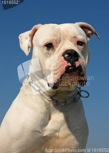 Image of American bulldog