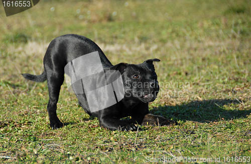 Image of playing stafforsdshire bull terrier