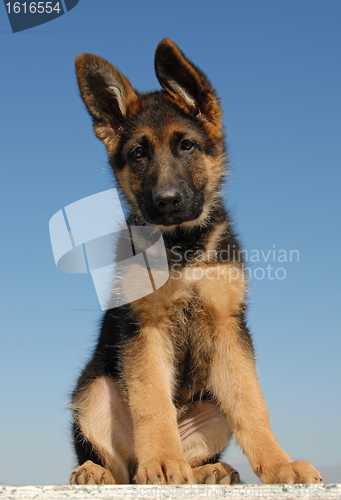 Image of puppy german shepherd