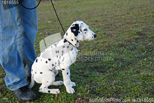 Image of puppy dalmatian