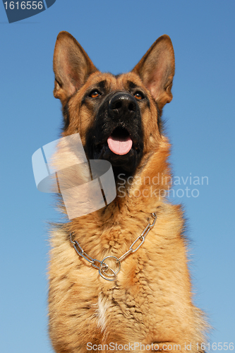 Image of german shepherd