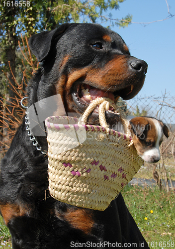 Image of rottweiler and puppy