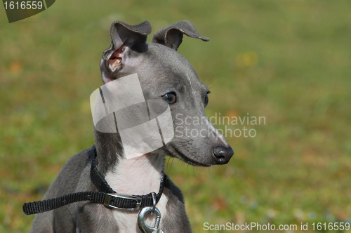Image of puppy italian greyhound