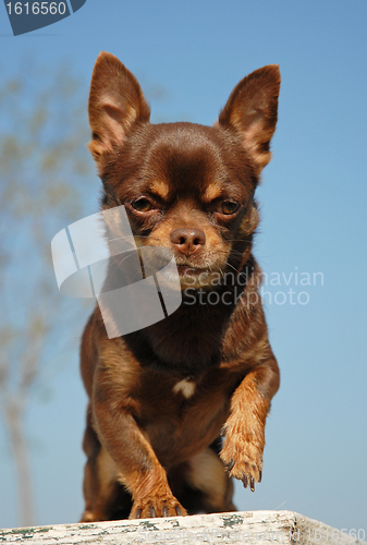 Image of brown chihuahua