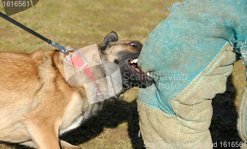 Image of training of a police dog