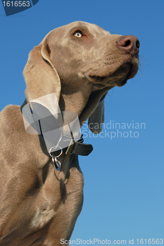 Image of Weimaraner