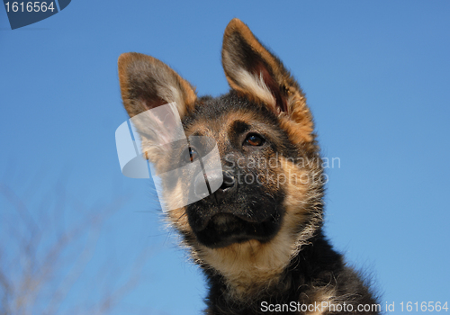 Image of puppy german shepherd