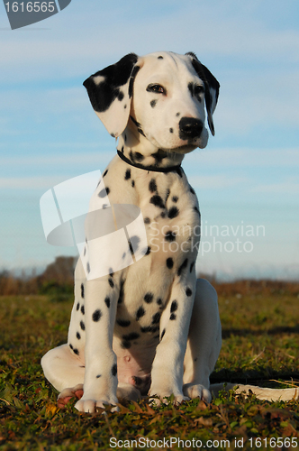 Image of dalmatian puppy