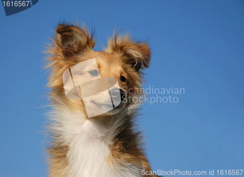 Image of puppy shetland sheepdog