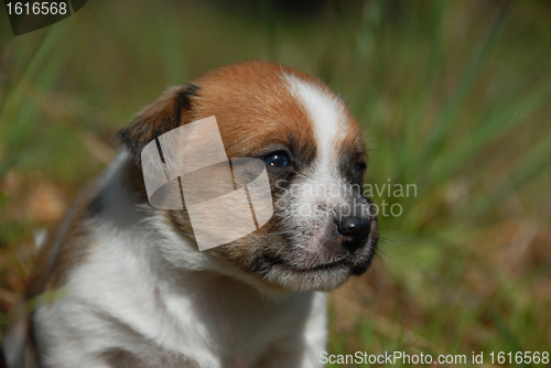 Image of young puppy jack russel terrier