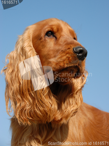 Image of portrait of english cocker