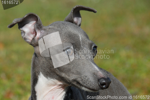 Image of Italian greyhound