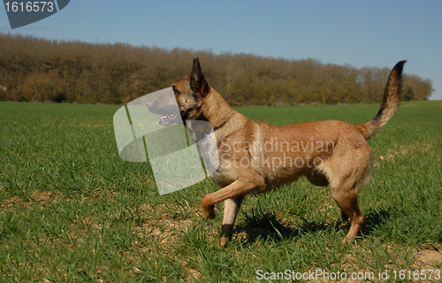 Image of malinois