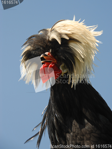 Image of  Polish crested chicken