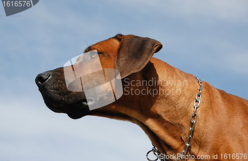 Image of Rhodesian Ridgeback