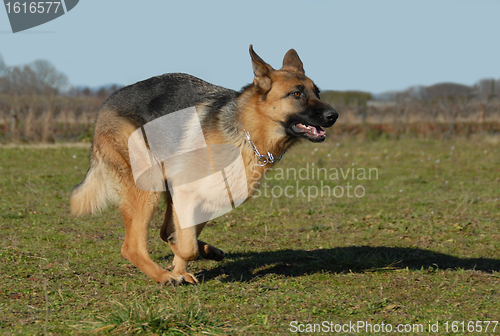 Image of running german shepherd