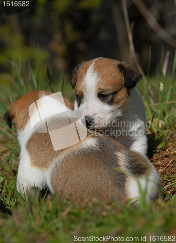 Image of two puppies