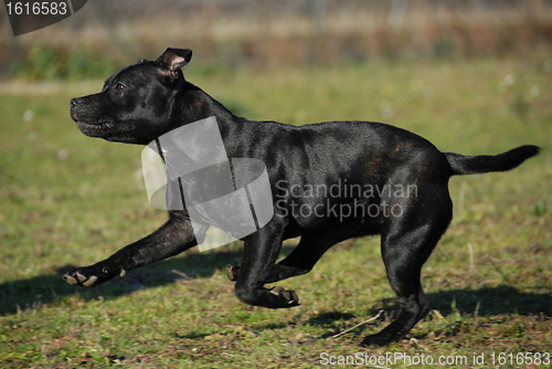Image of running stafforsdshire bull terrier
