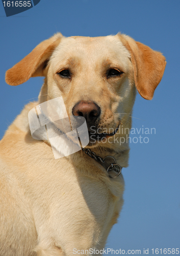 Image of labrador retriever