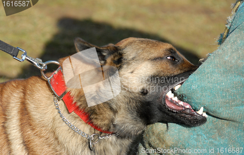 Image of training of a police dog