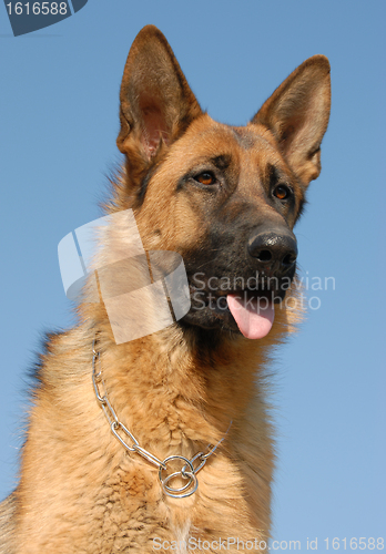 Image of german shepherd