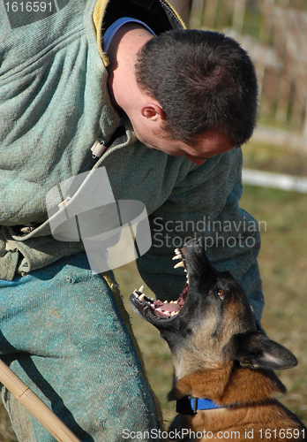 Image of attack dog