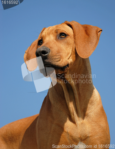 Image of puppy Rhodesian ridgeback