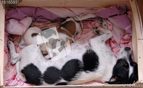 Image of female and her puppies