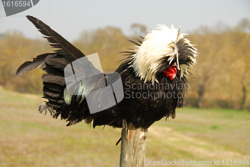 Image of Polish crested chicken