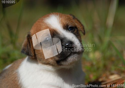 Image of young puppy jack russel terrier