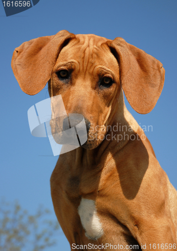 Image of puppy Rhodesian ridgeback