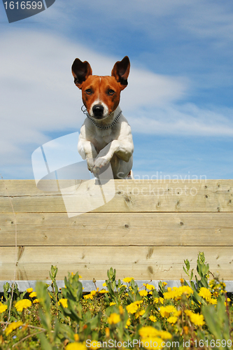 Image of jumping dog