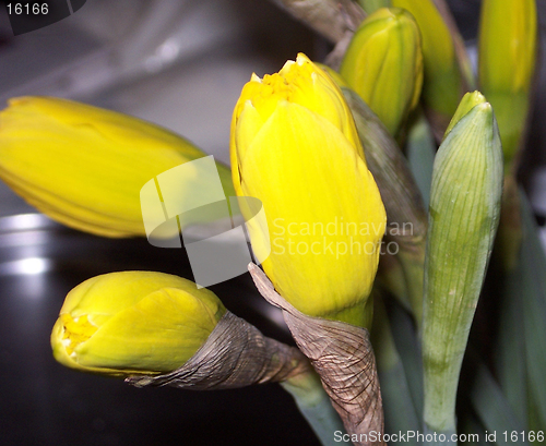 Image of daffodil buds