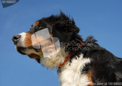 Image of young bernese dog