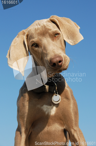 Image of puppy weimaraner