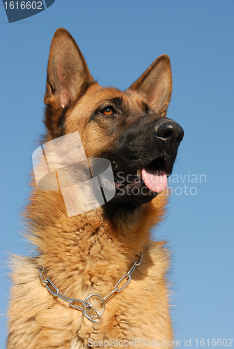 Image of german shepherd