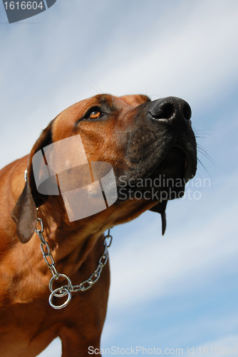 Image of Rhodesian Ridgeback