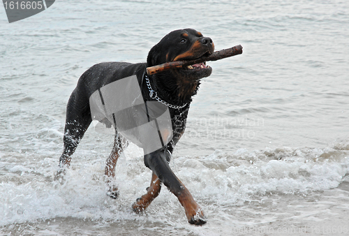 Image of rottweiler playing in the sea