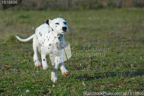 Image of running puppy dalmatian