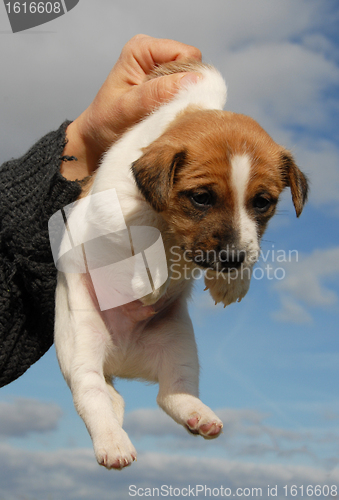 Image of puppy jack russel terrier