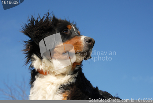 Image of young bernese mountain dog