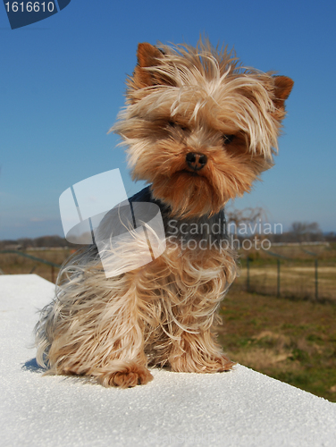 Image of cute yorkshire terrier
